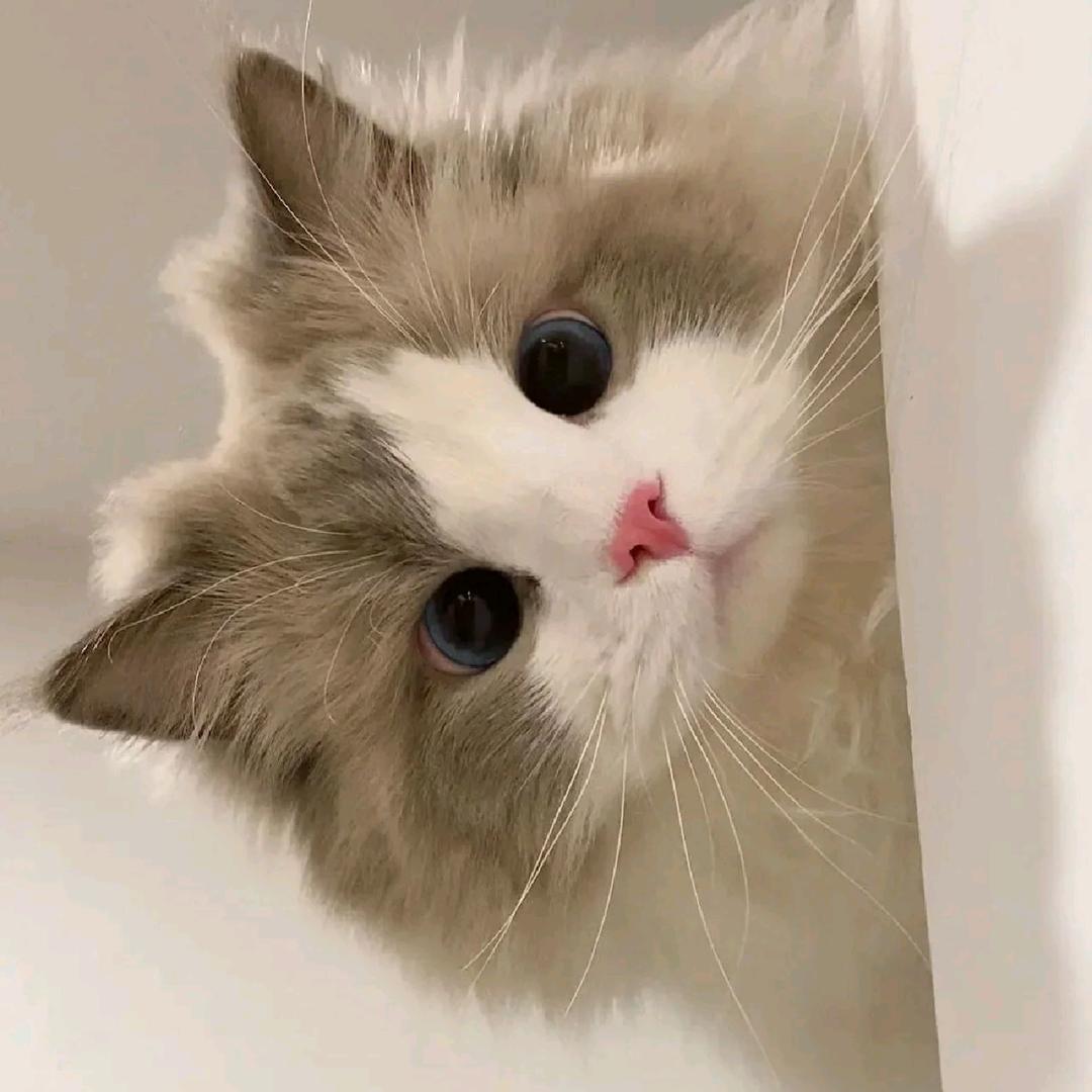 🐨🐾