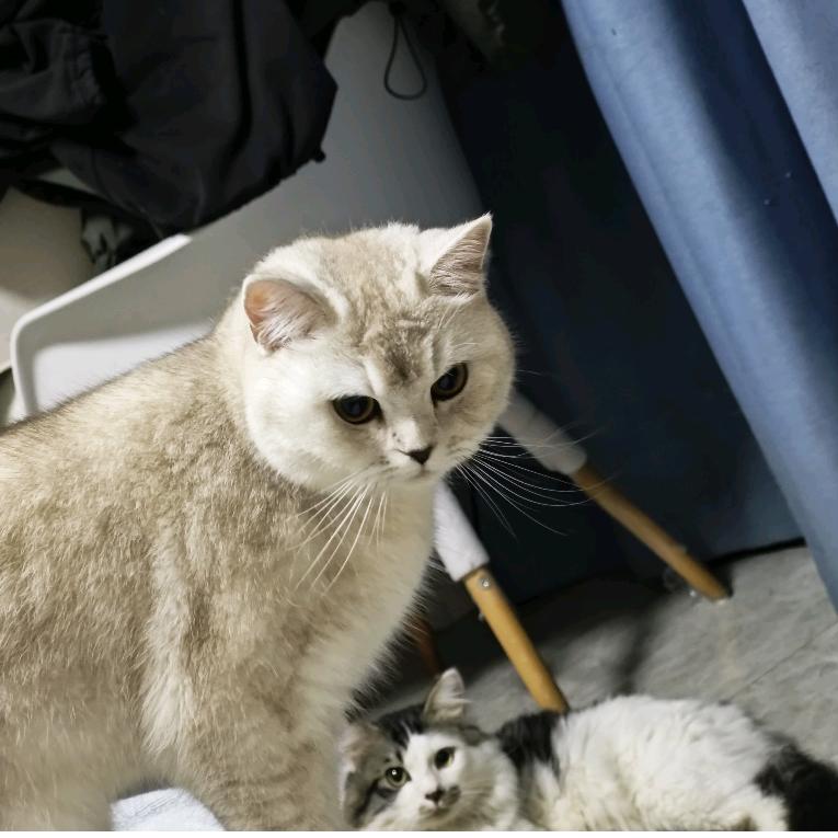 菠萝包（拥有7只猫）