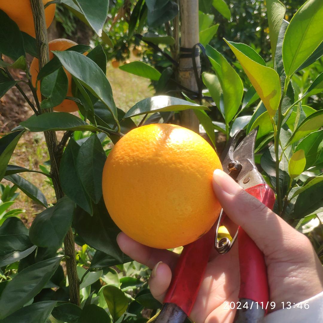 余生ˇ赣南脐橙