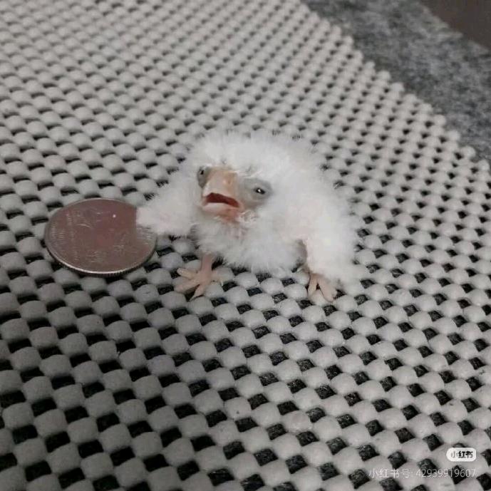 阿晨爱吃小酥饼