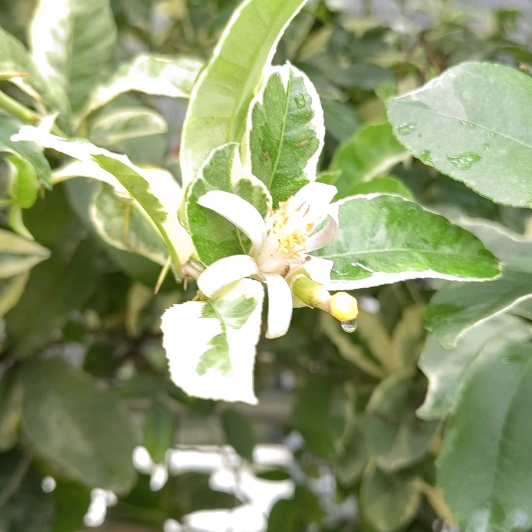 花叶柠檬基地