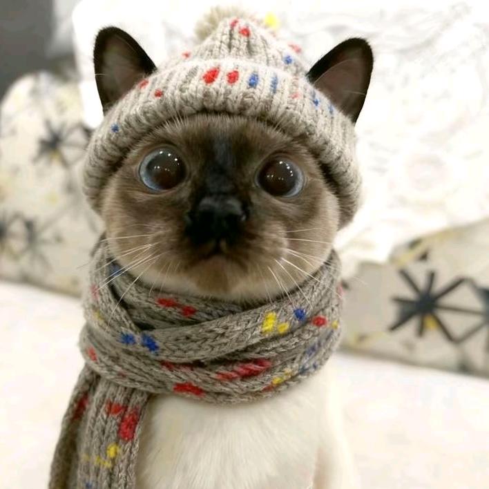 西瓜🍉与鱼🐟