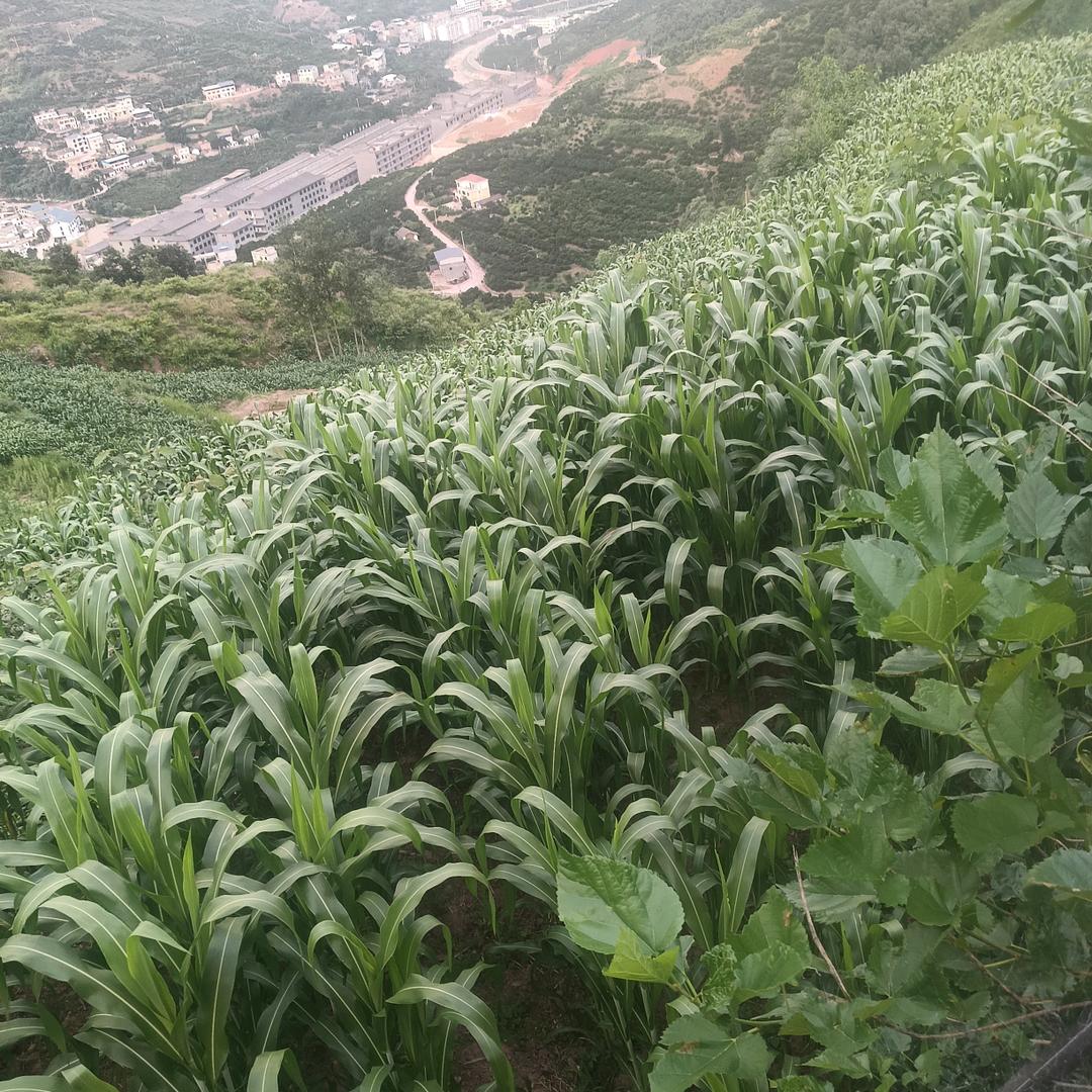 彭良炯