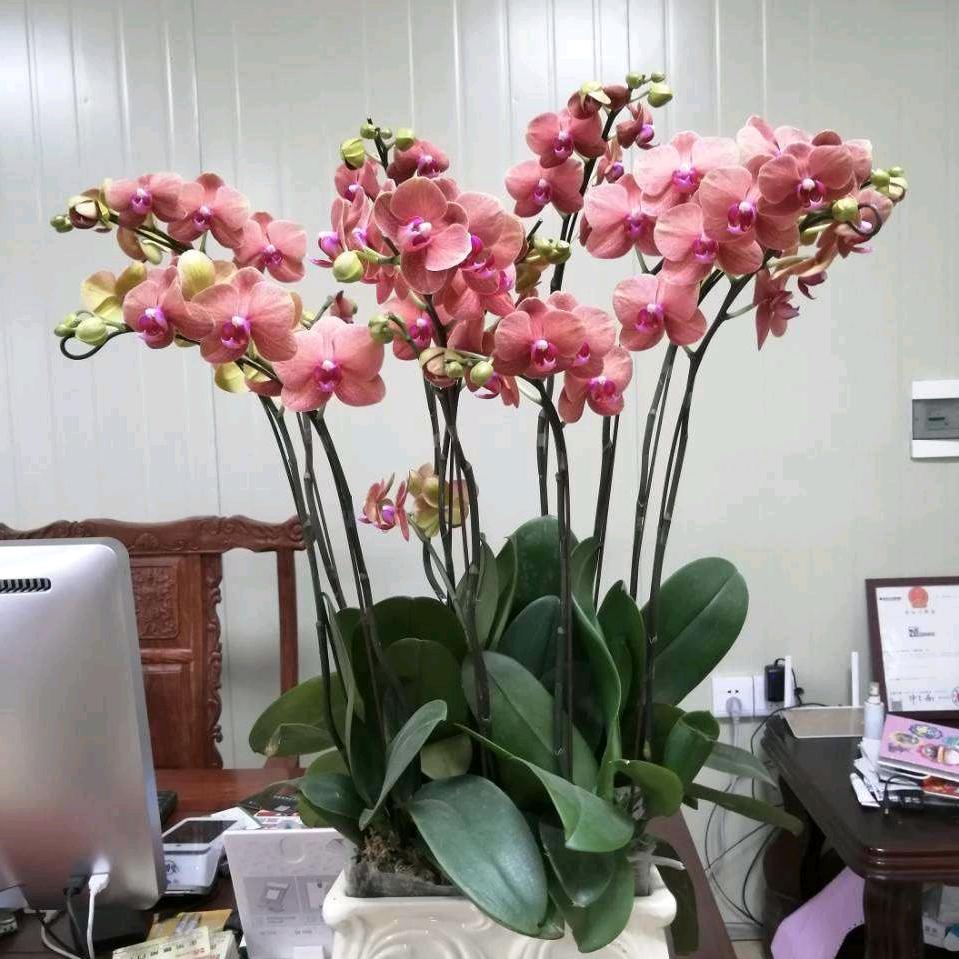阿庄