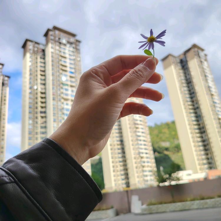 素心如简 ， 亦是清欢。