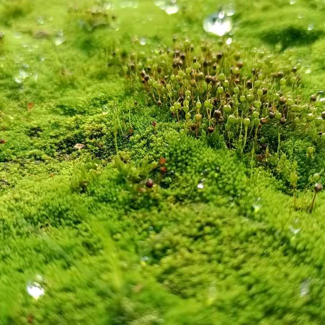 微光映草色遥看近却无