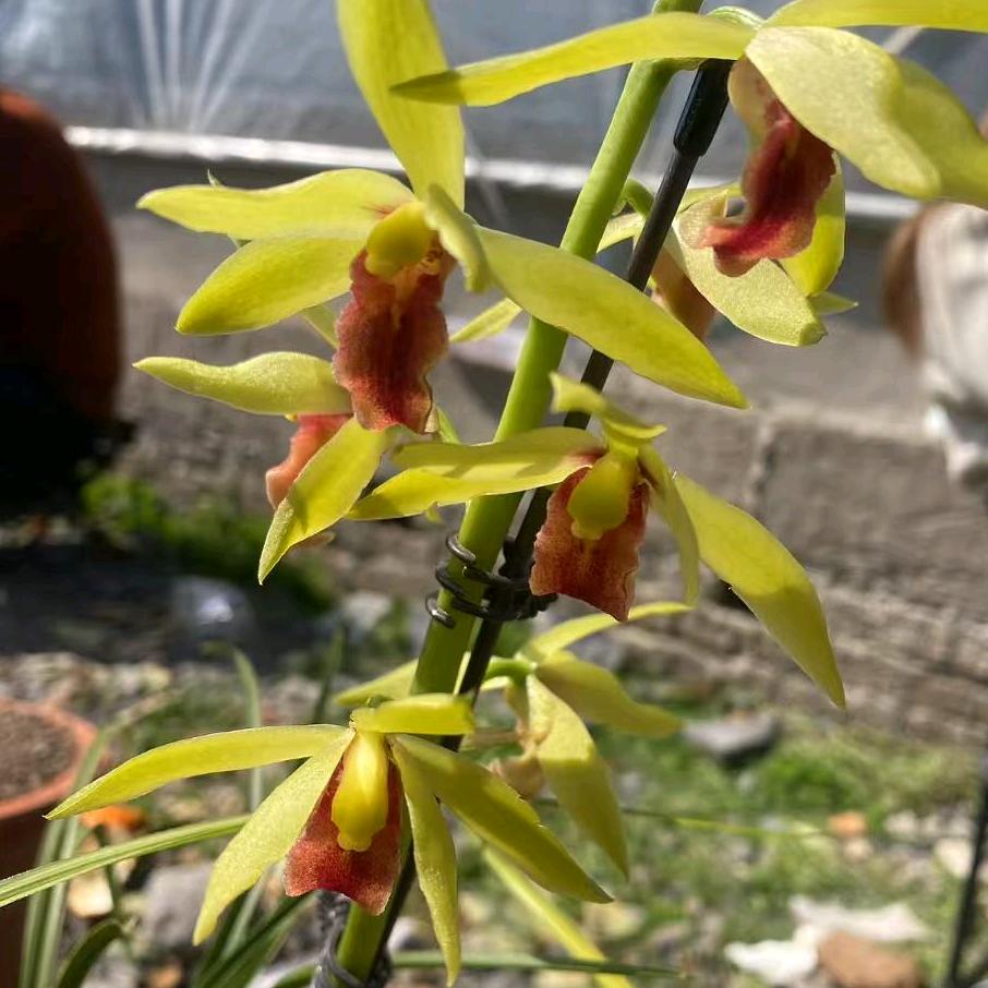 卖兰花的小姐姐