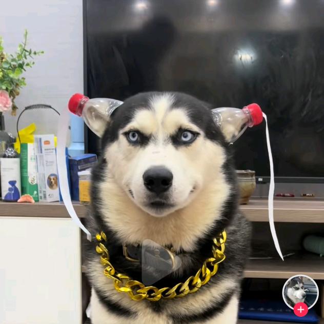 稳力浅垂拔倒杨柳