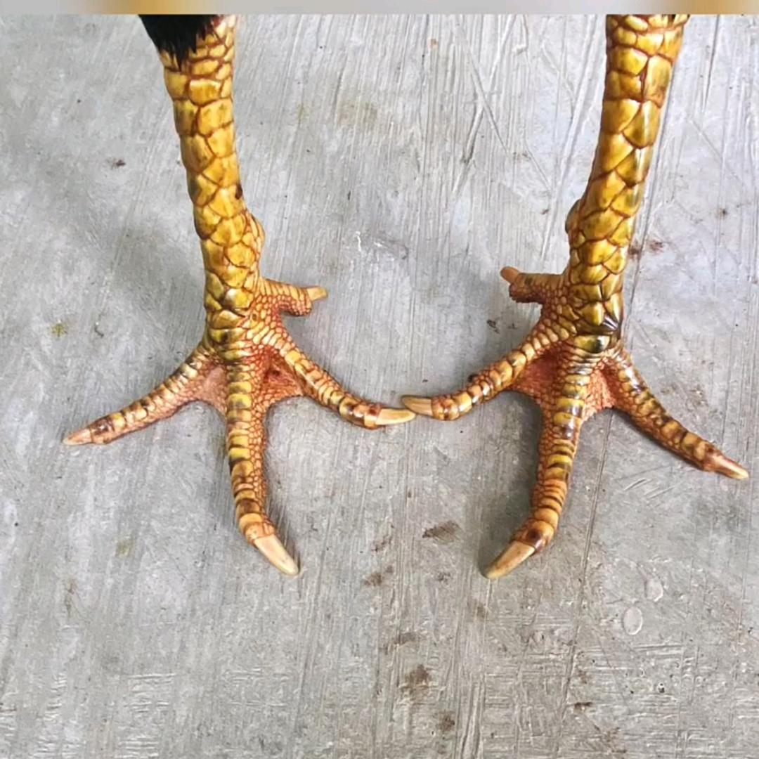 ᭄清风ঞৣঁ᭄