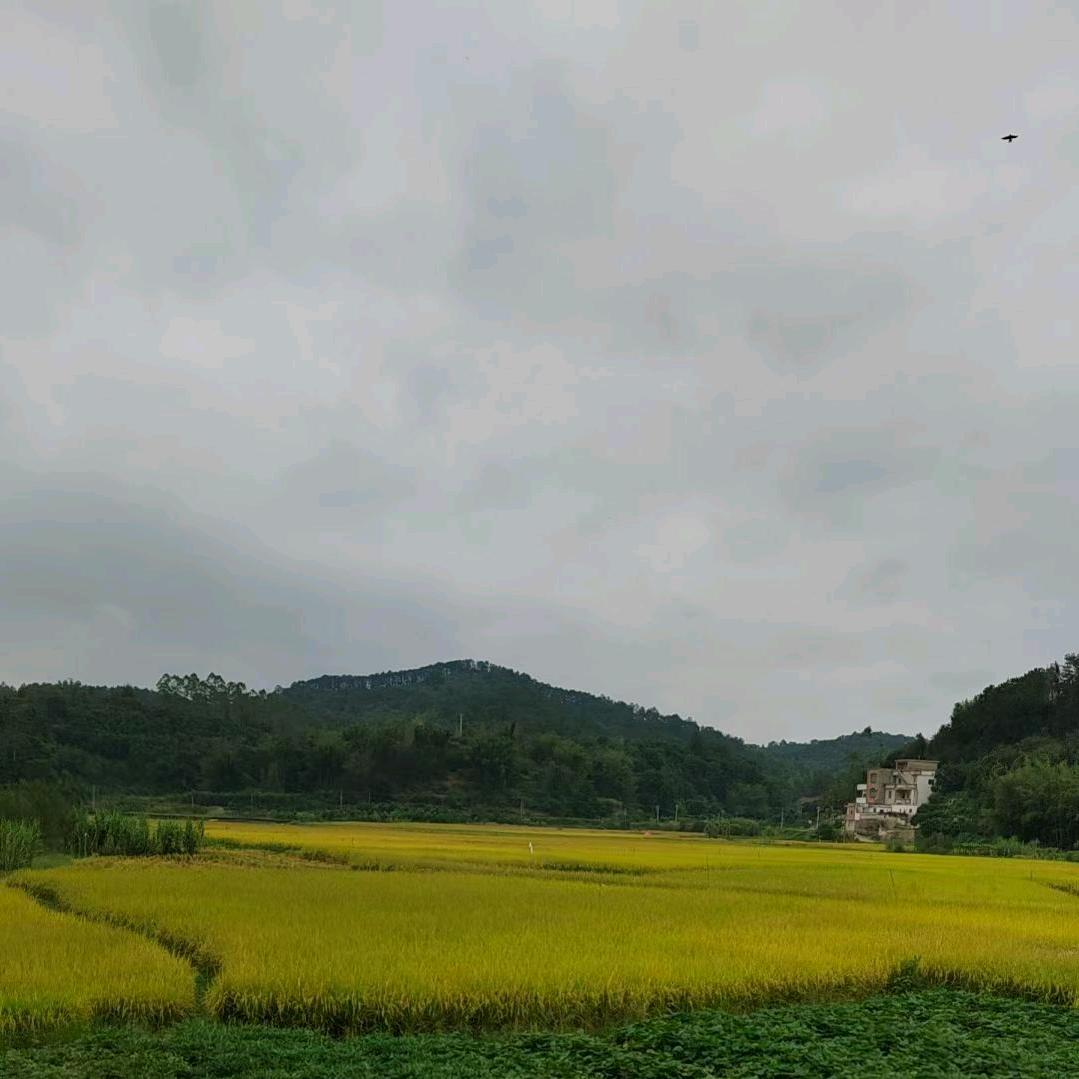 小嘛咪