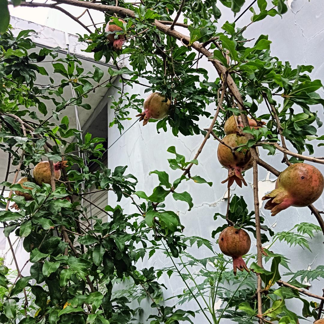 嵊县强盗王独臂老裘