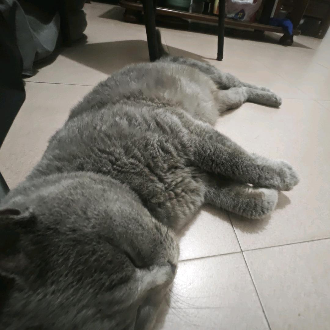 乱扔大便的茅坑母蟑螂