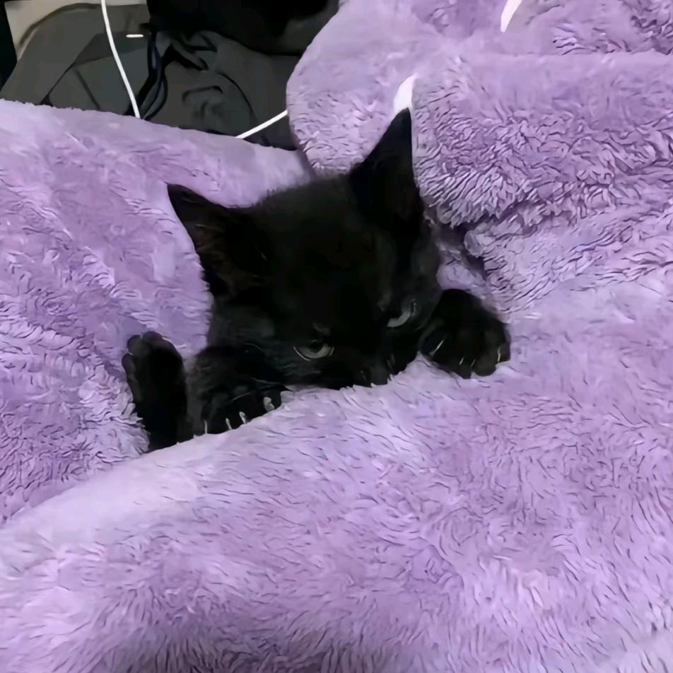 我还有猫要养呢