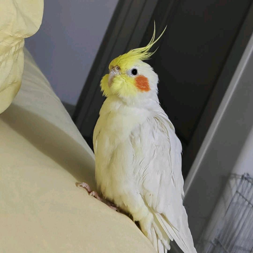 糖醋小唐