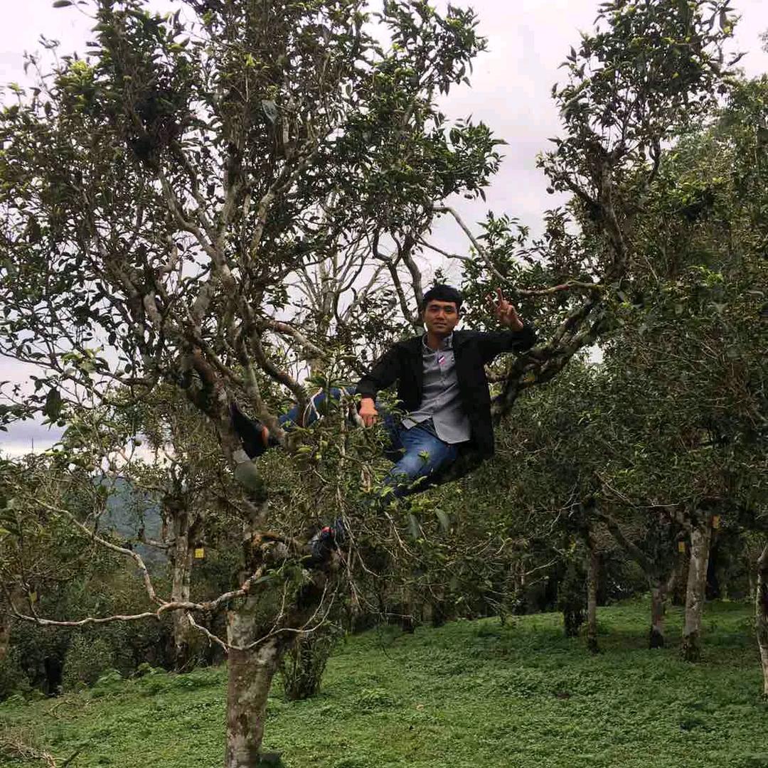 黄先生 卖普洱茶