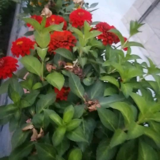 两个孙子奶奶😊