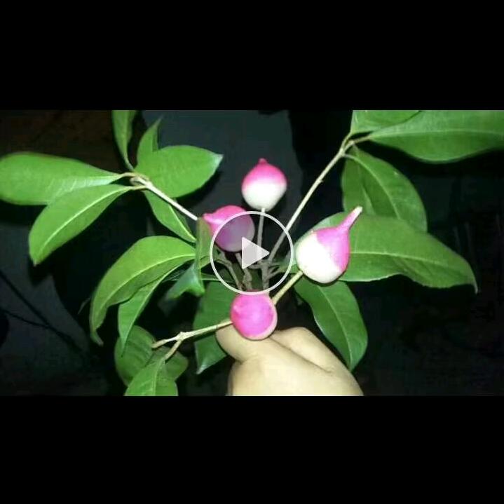 十指余温☜菊花