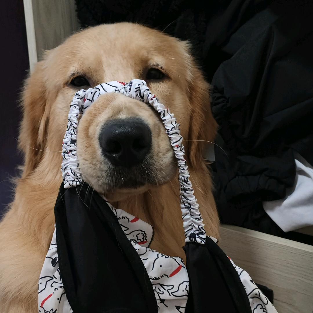 一个狗东西