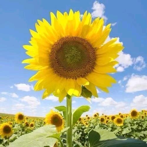 安化县俊新商贸店