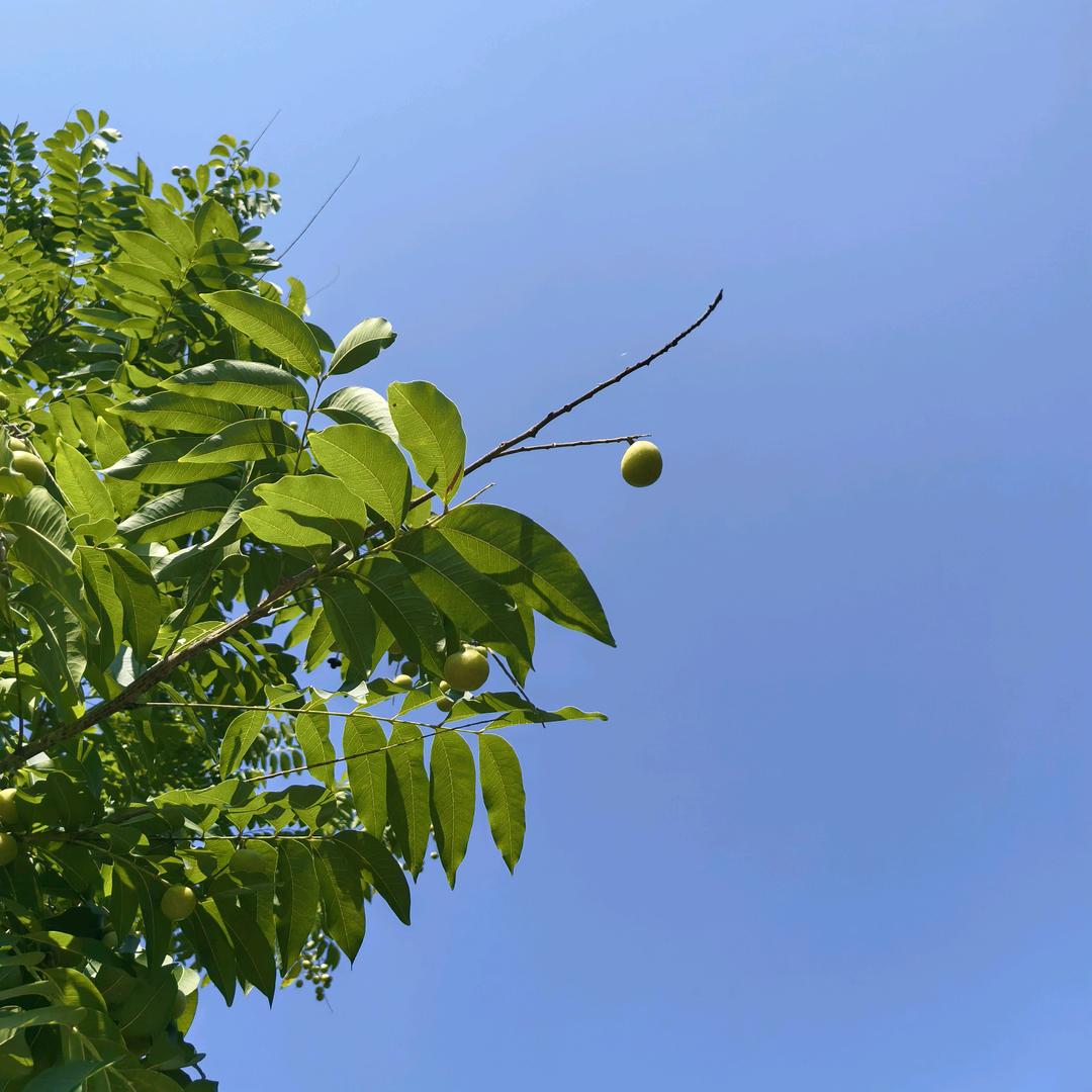 半枝莲