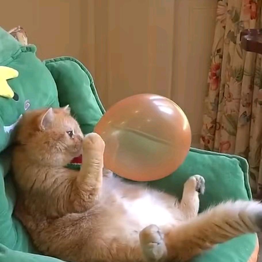 圆滚滚和她的小伙伴们