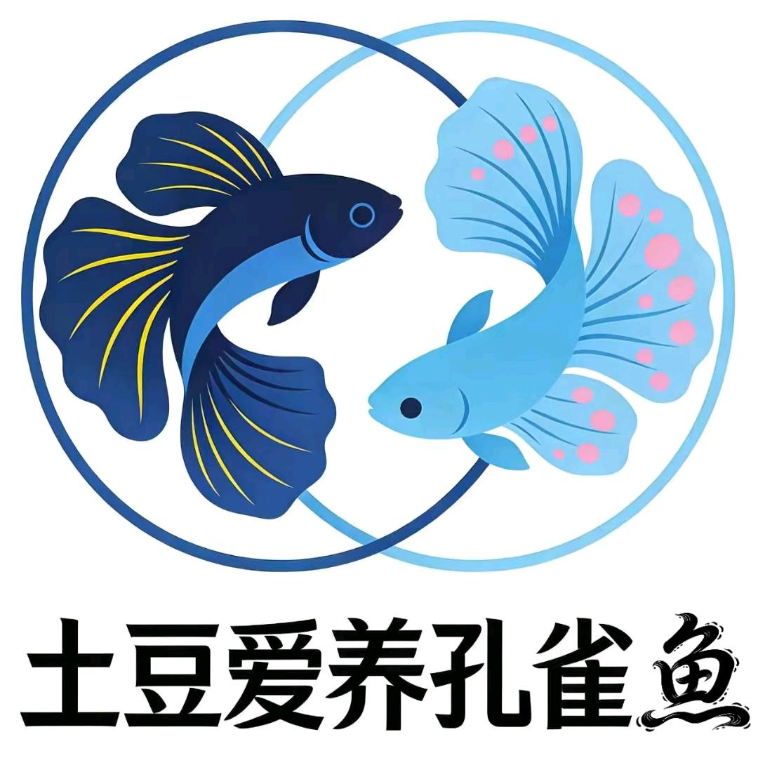 土豆爱养孔雀鱼