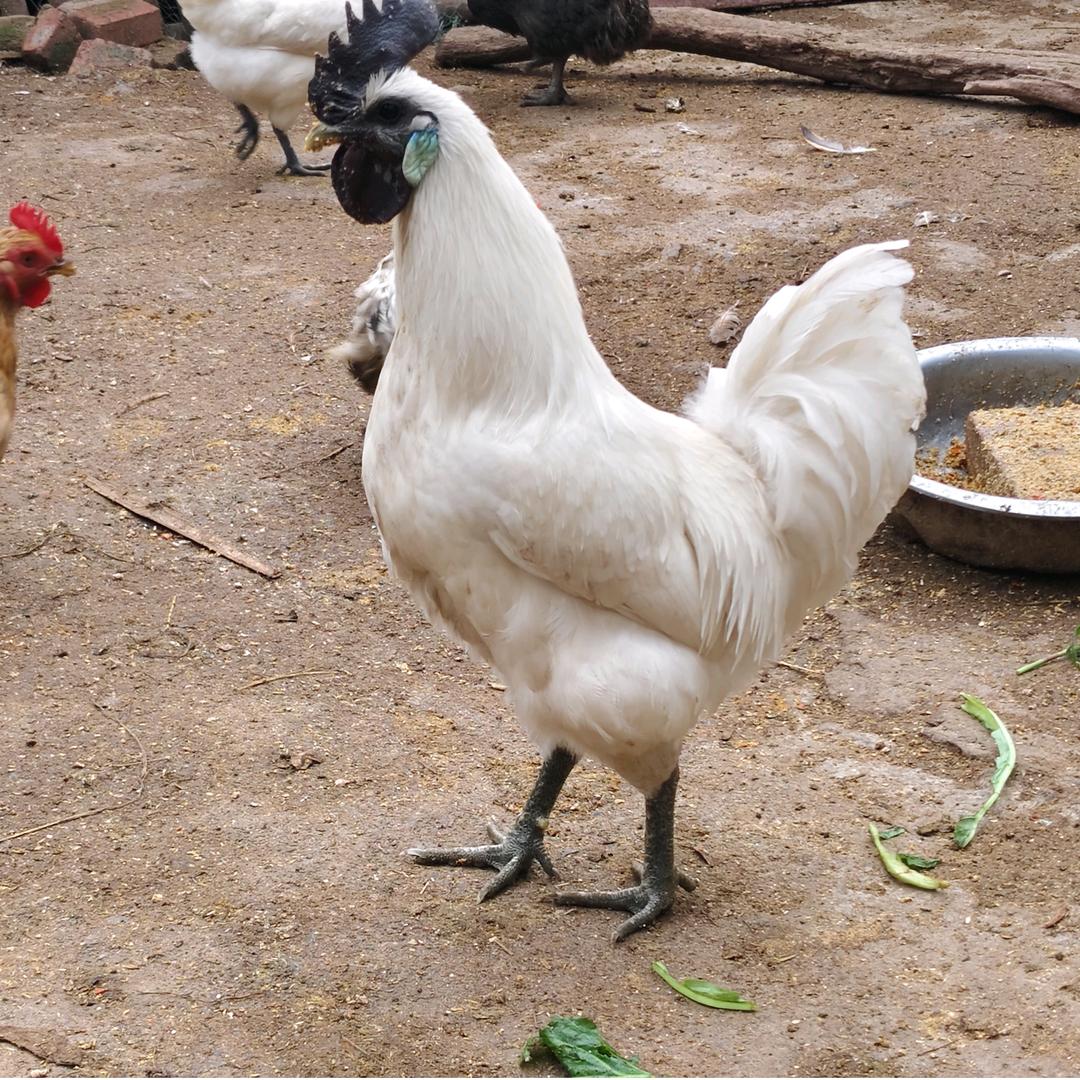 三三养鸡《农村》