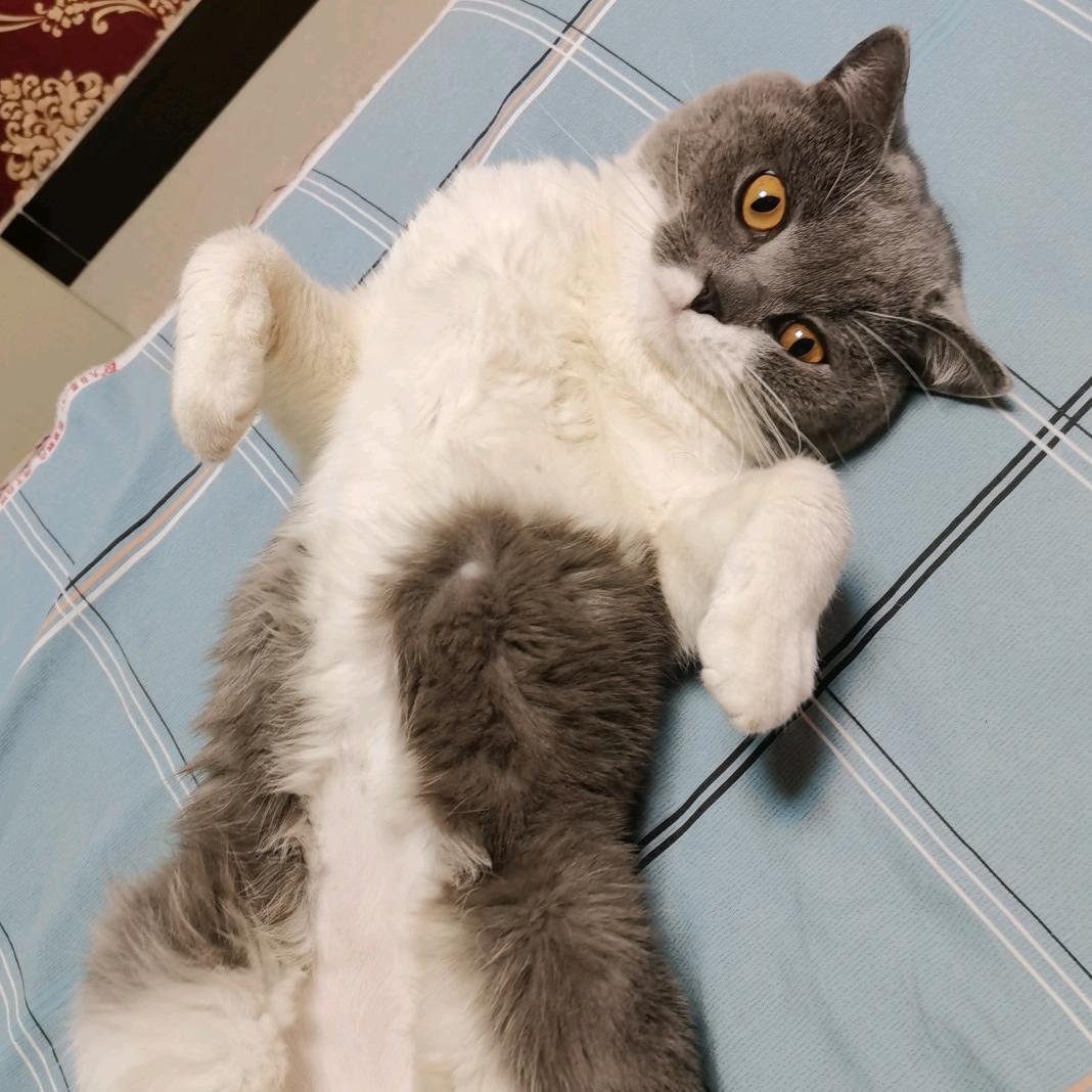 想个什么名字好呢