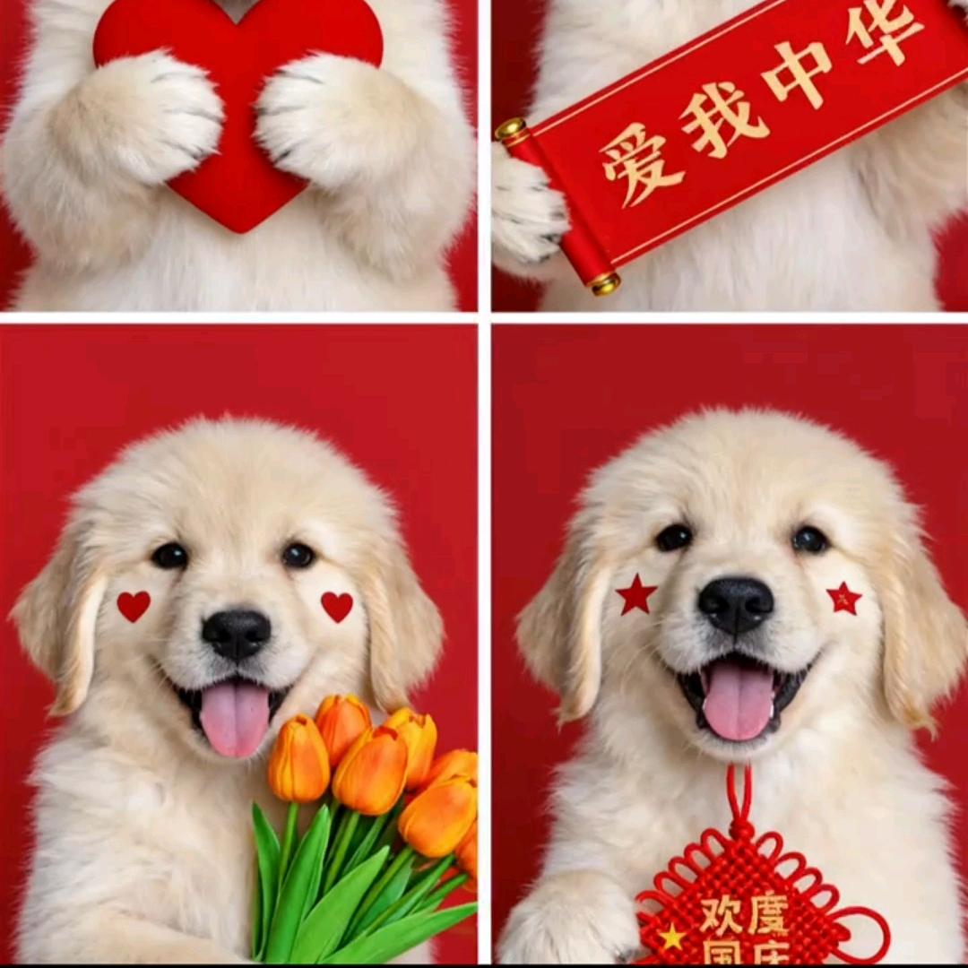 旺财金毛犬舍