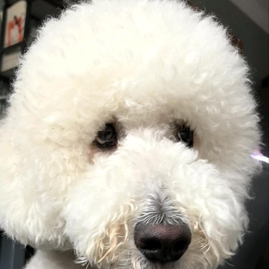 梭子蟹最爱吃味精