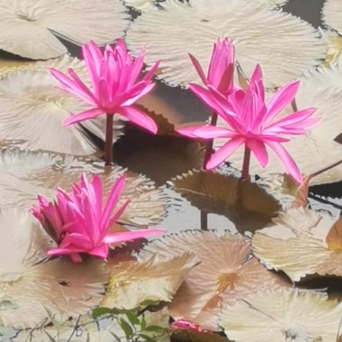 ☀☀☀🌙🌙🌙