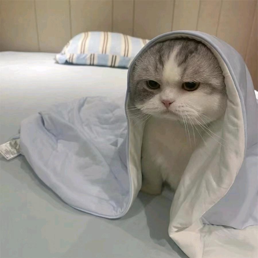 森