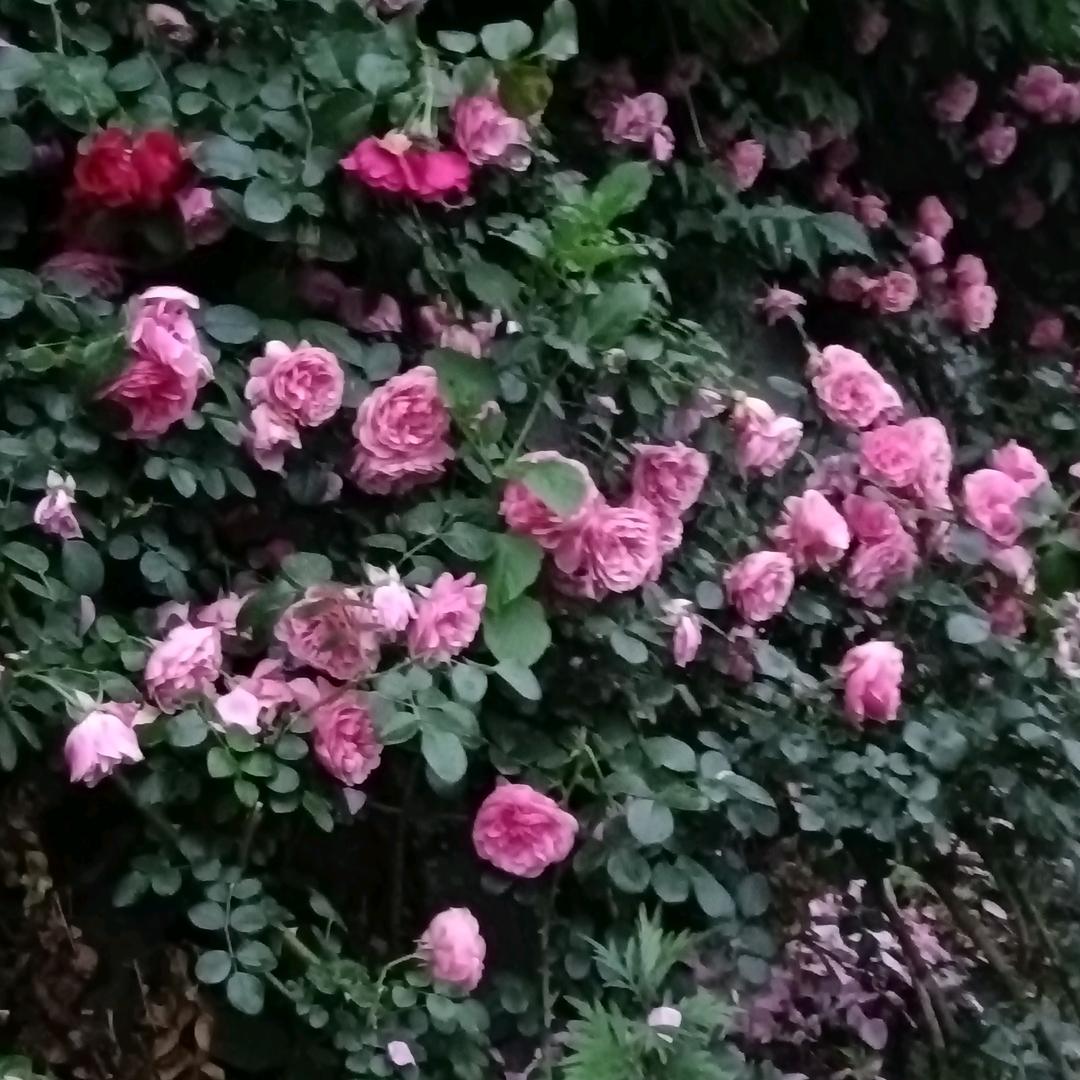 紫微花开