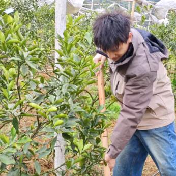脆蜜金桔魏老师（郑氏化工）