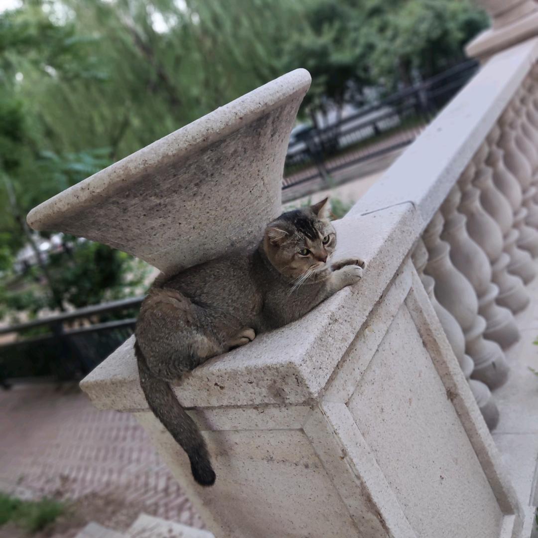 每天在小区门口等我的小虎