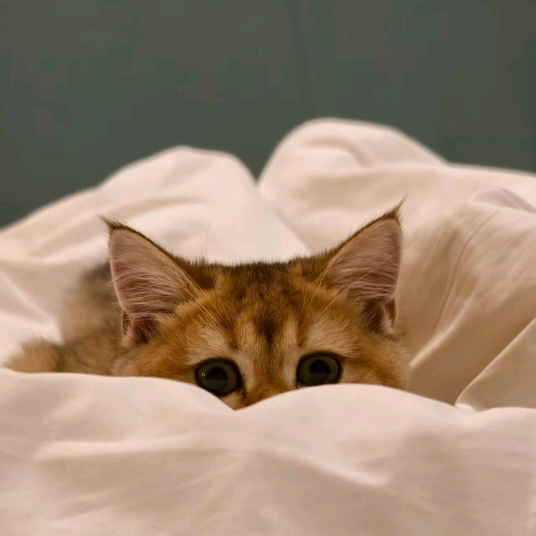 吼吼吼