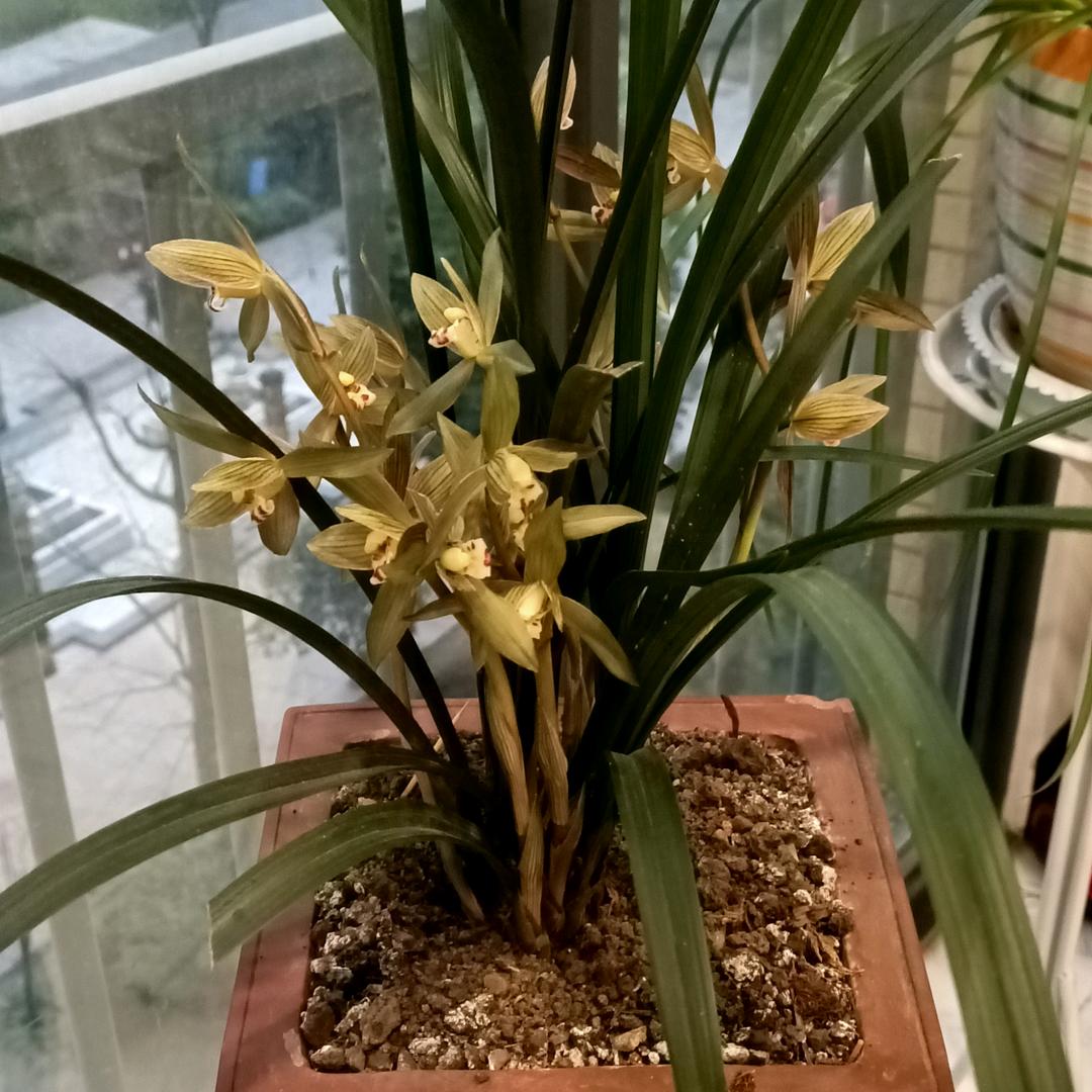 明天会更好🌻🌻