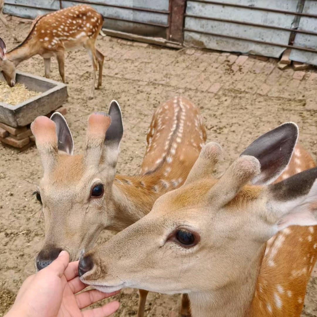 🦌小超
