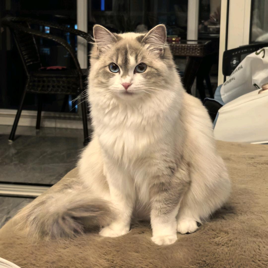 点点猫砂工厂
