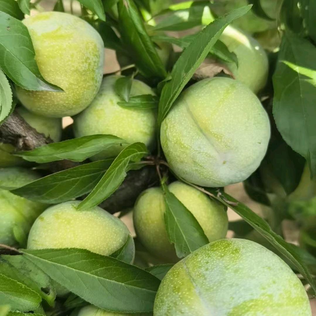 柠檬（拒绝私聊）