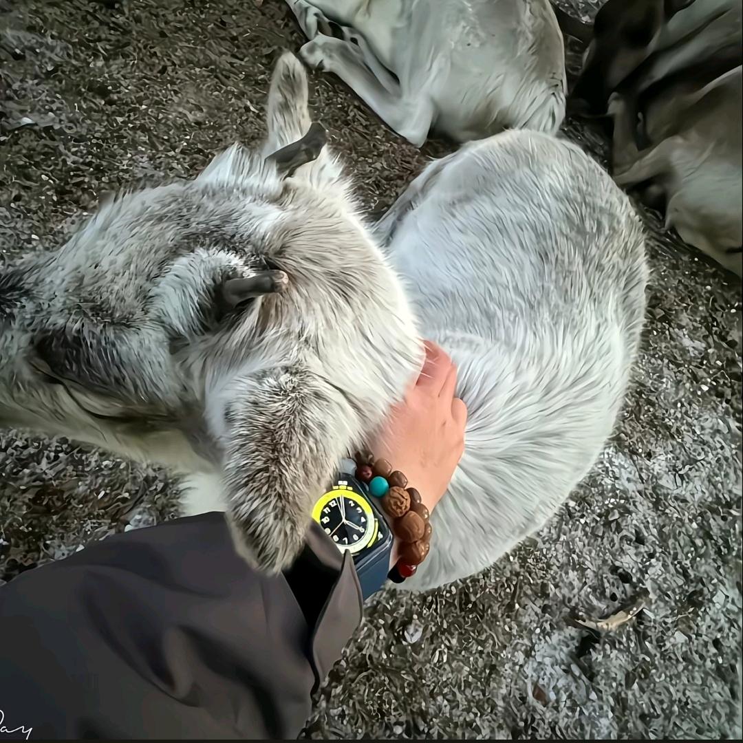 鸡大梨大篱笆大大鸡大梨大篱笆