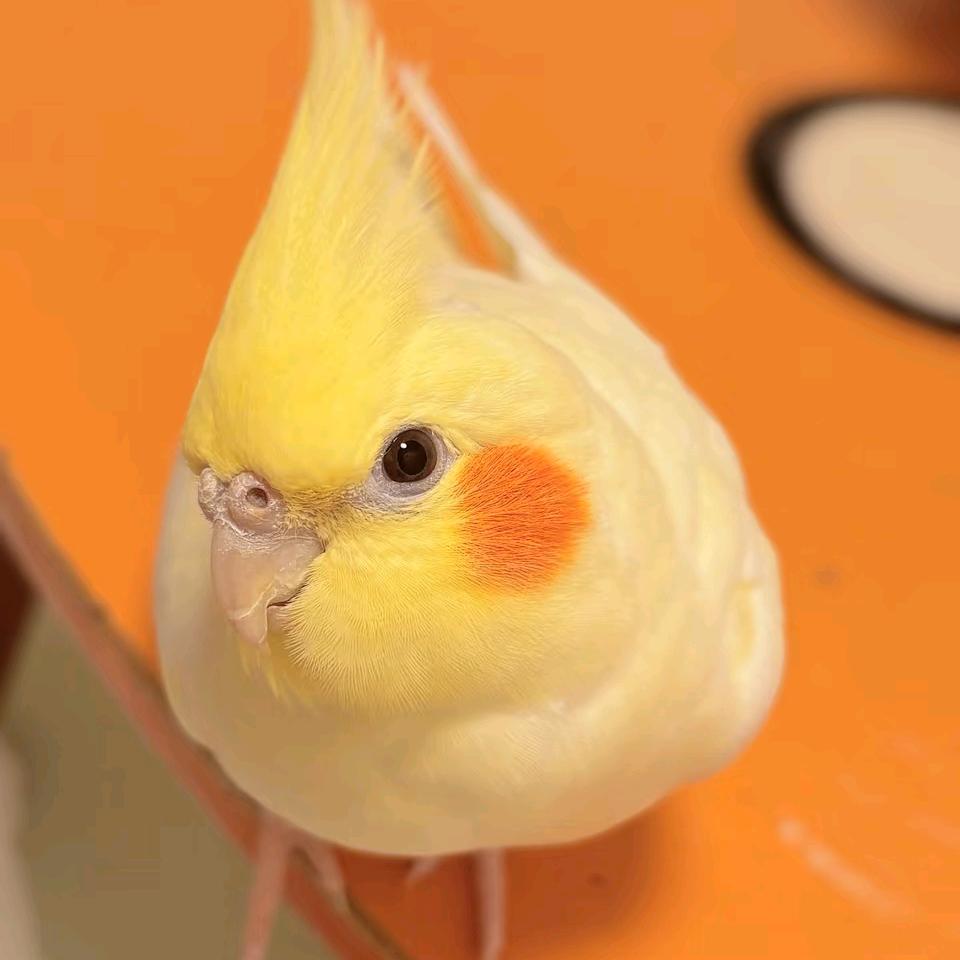 手养的鹦鹉