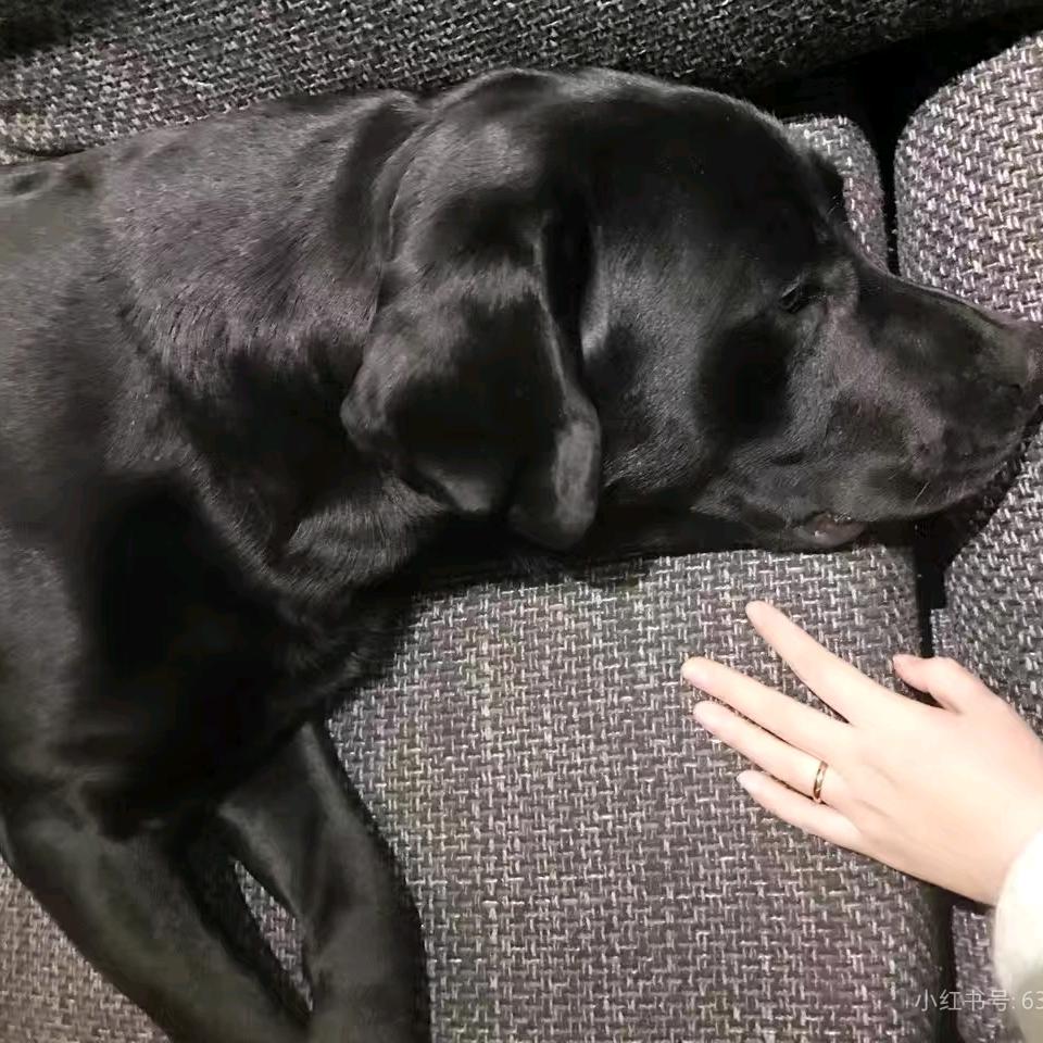 家有小可爱(收🐇)