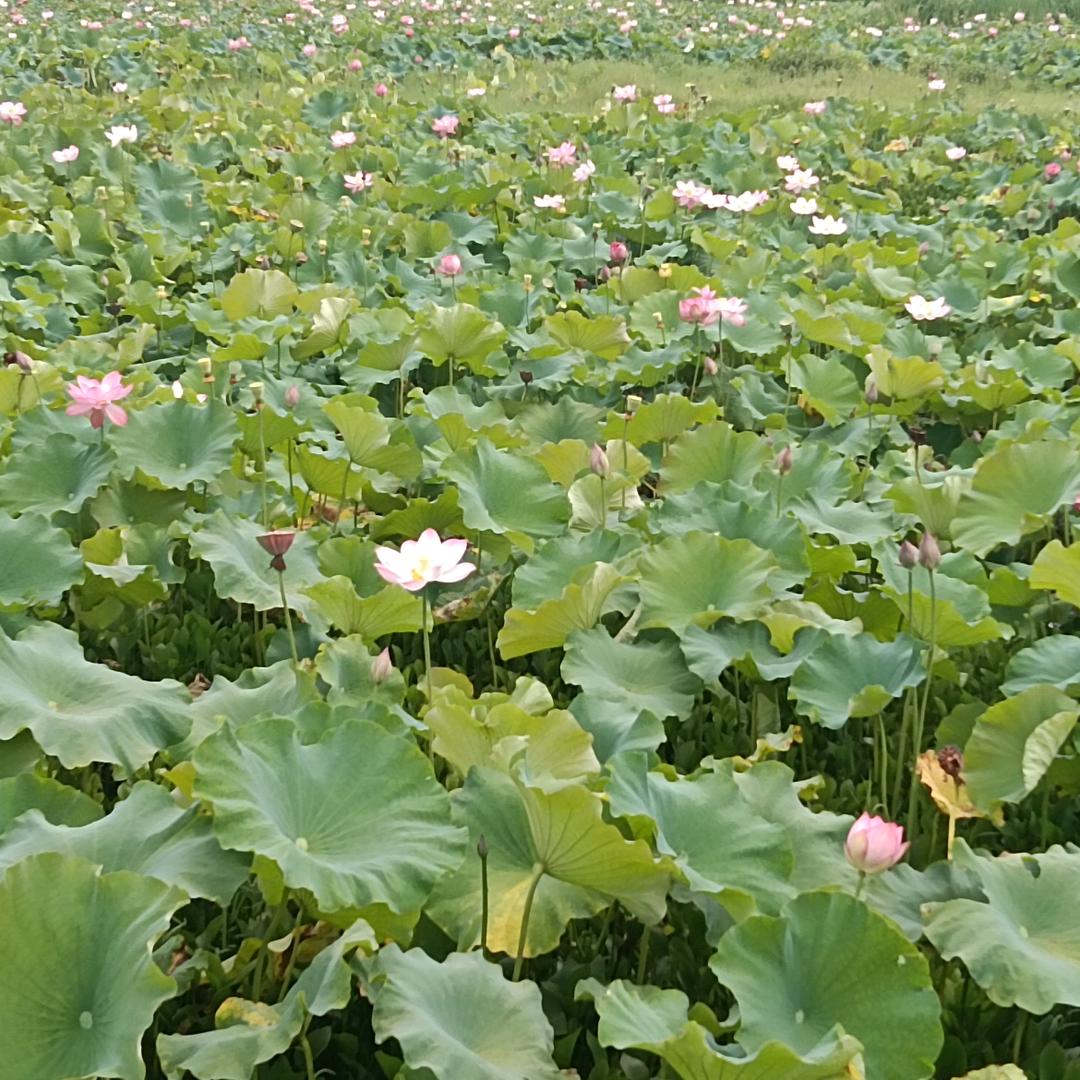 爱，，，无果