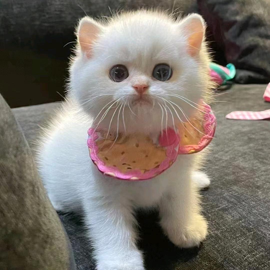 旺财猫