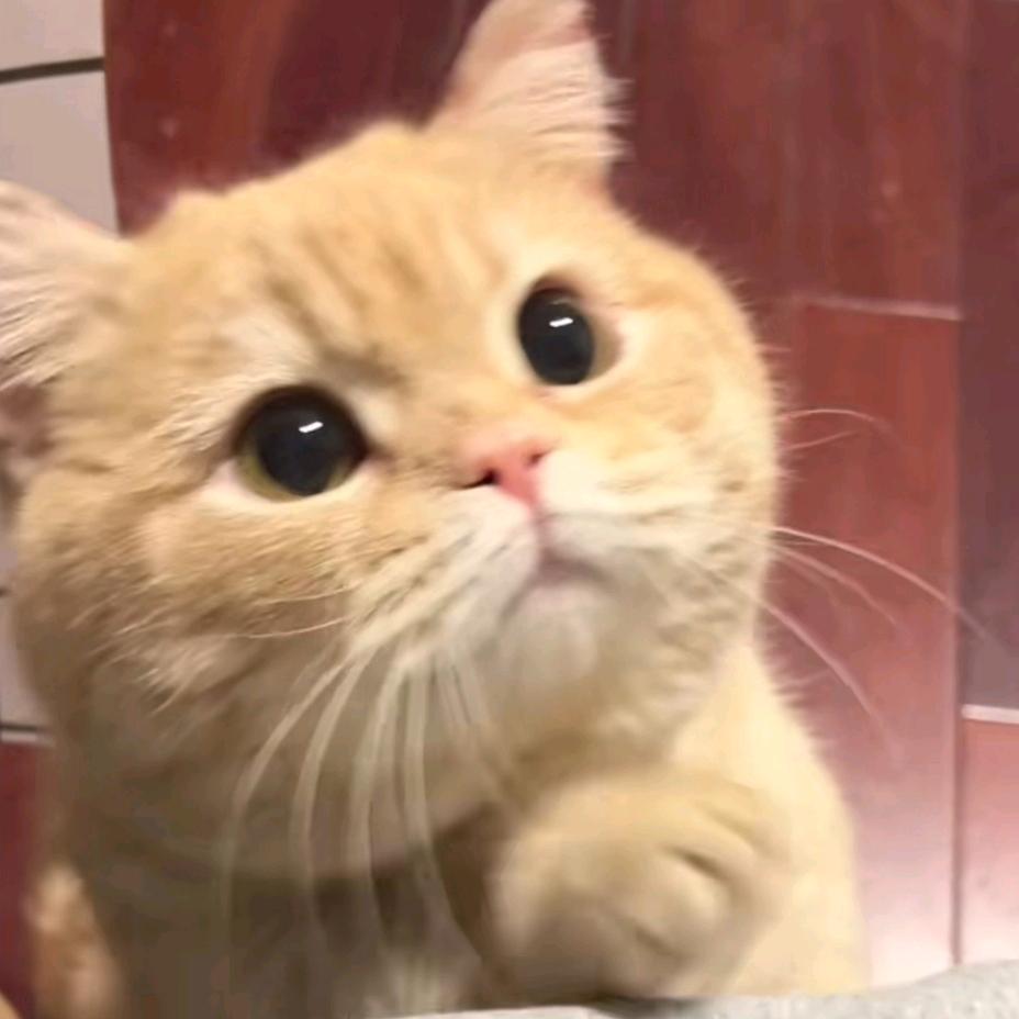 青斯教育
