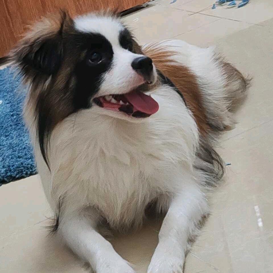 小橙子~