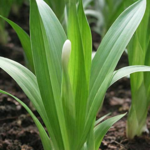 ꧔ꦿ℘㞮᭄ᩚ꯭ᩚ꧔ꦿ孞᭄꧔࿐