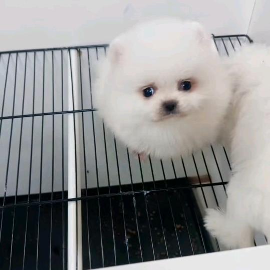 起点犬舍