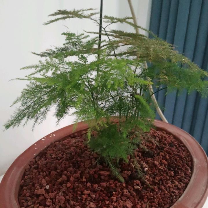 南风。